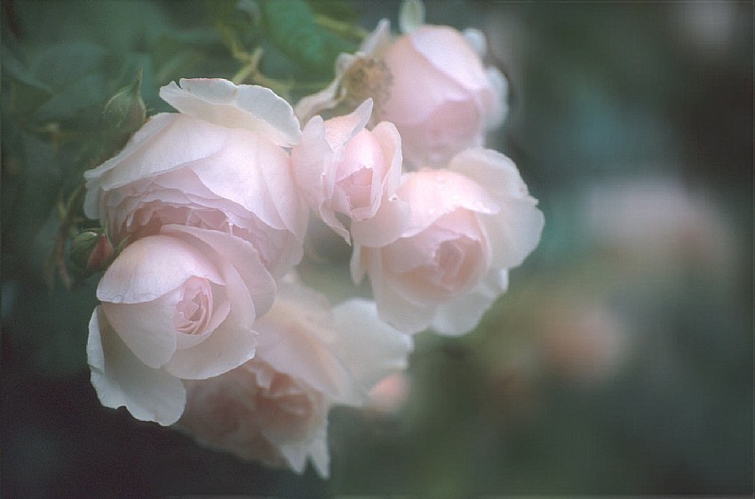 Baby Pink Roses
