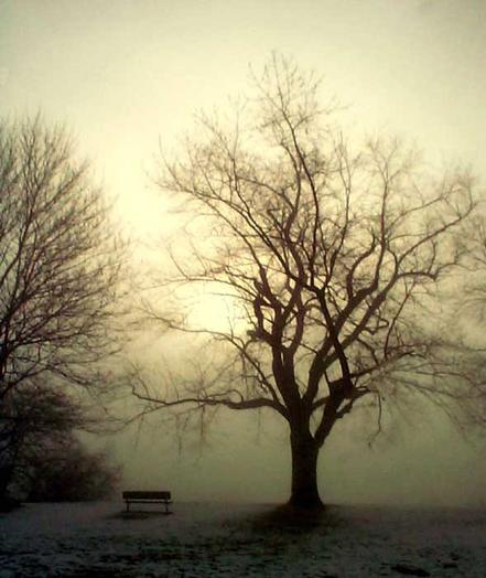 Caption Park bench in early morning fog