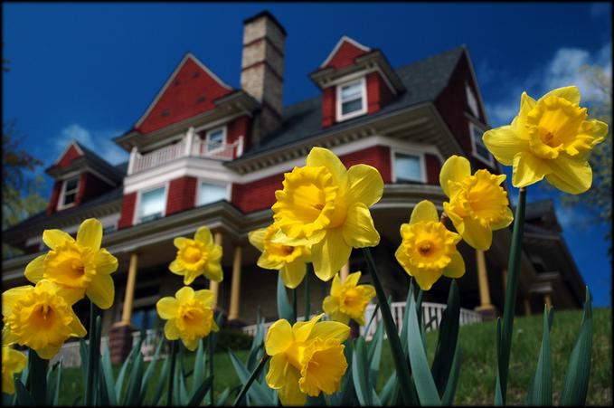 House on a hill with Daffodils