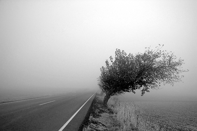 Misty Road
