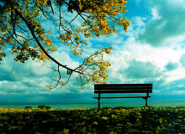 Park bench in Fall  - Tim Holte